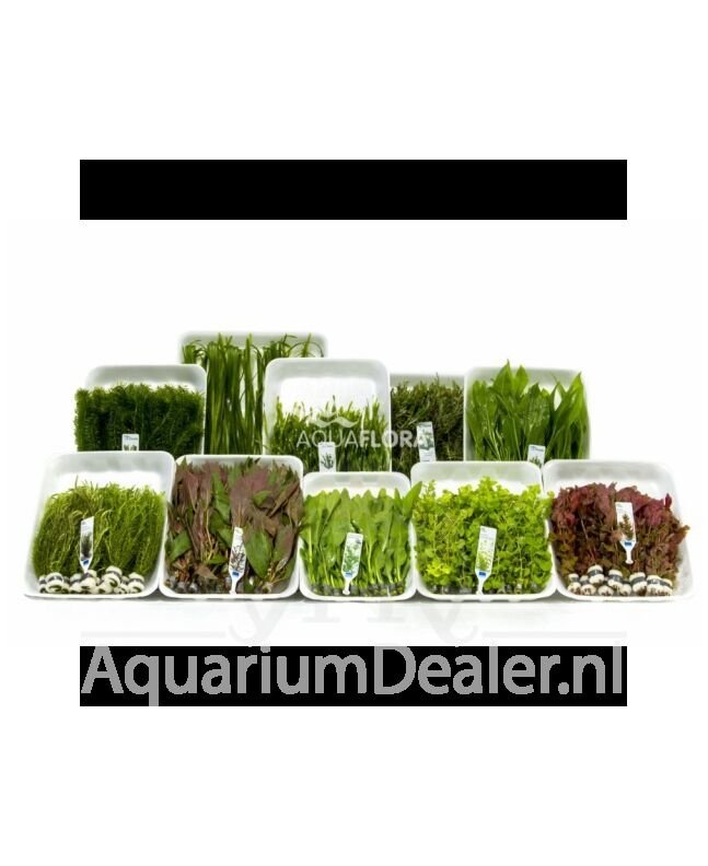 AquaFlora Assortiment 12: 10x10 (100) bundels
