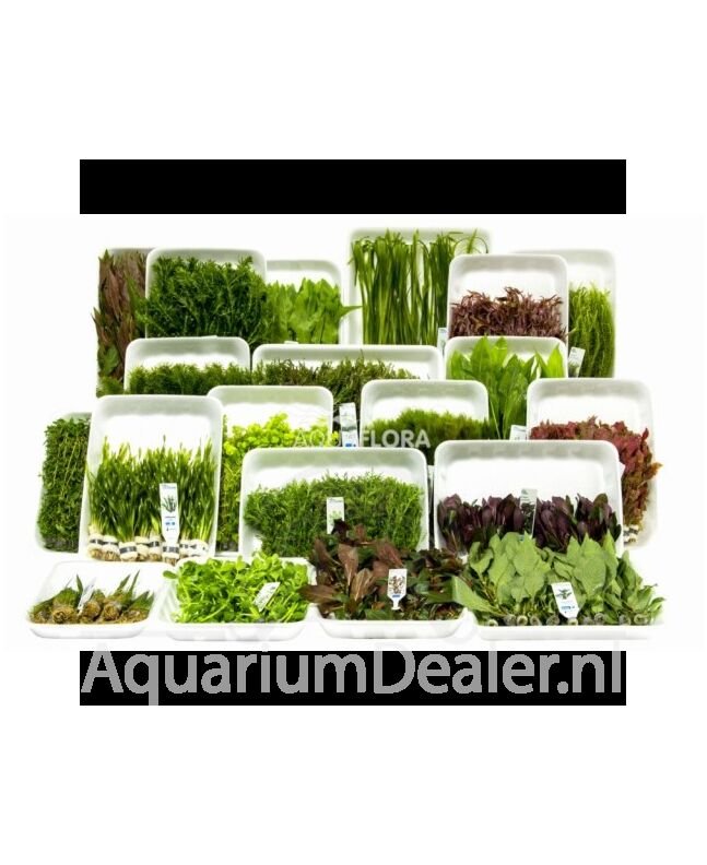 AquaFlora Assortiment 13: 20x10 (200) bundels