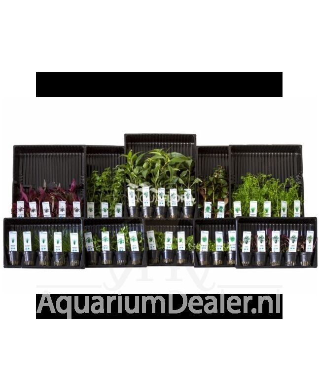 AquaFlora Assortiment 1: 10x5 (50) potten kleurcode groen