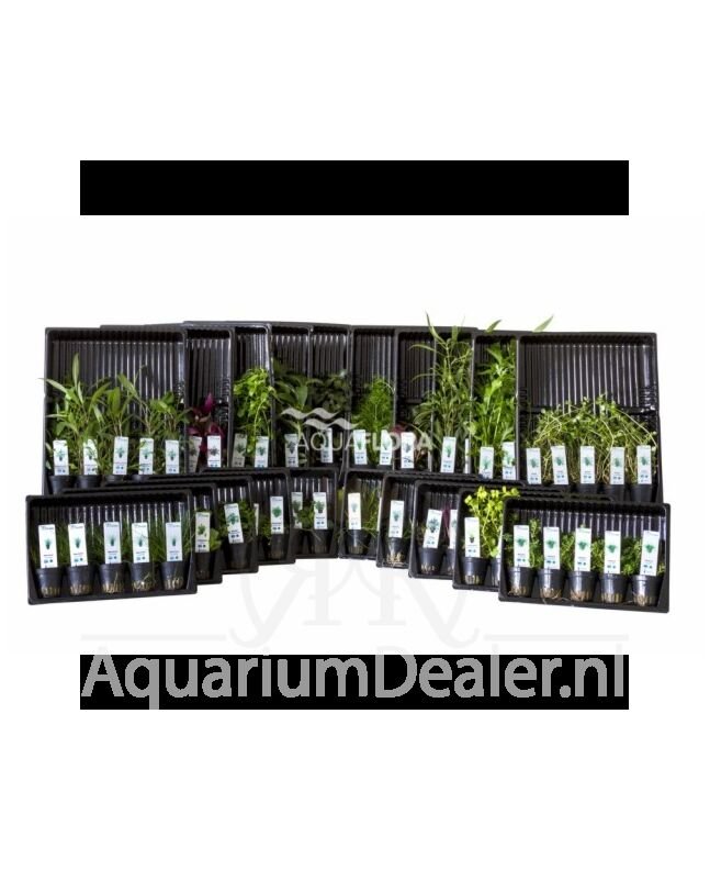 AquaFlora Assortiment 2: 20x5 (100) potten kleurcode groen