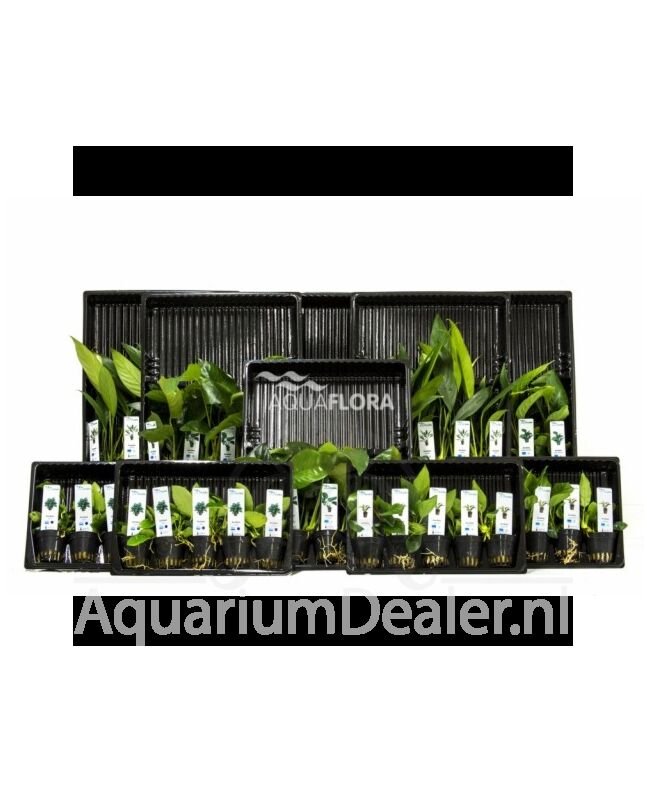 AquaFlora Assortiment 3: 5x10 (50) Anubias