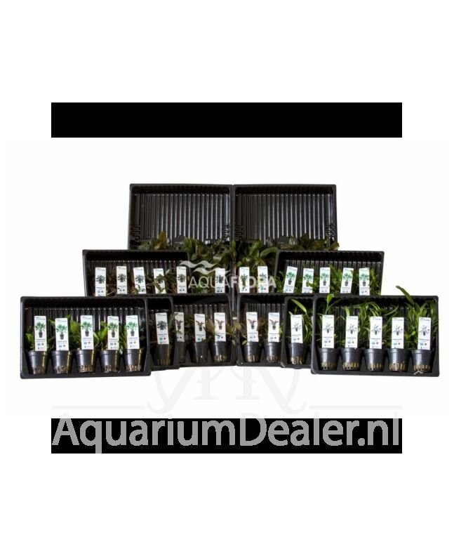 AquaFlora Assortiment 4: 5x10 (50) Cryptocoryne