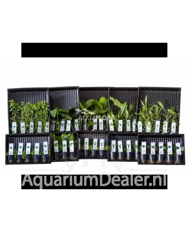 AquaFlora Assortiment 6: 10x5 (50) potten alle kleurcodes
