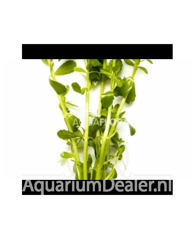 AquaFlora Bacopa crenata (monnieri)