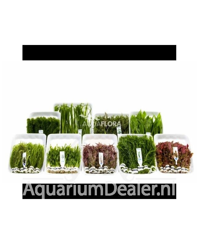 AquaFlora Budget-Box A 9x10 bundels tropisch
