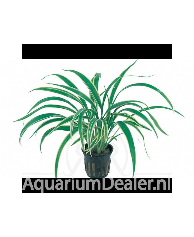 AquaFlora Chlorophytum bichetii