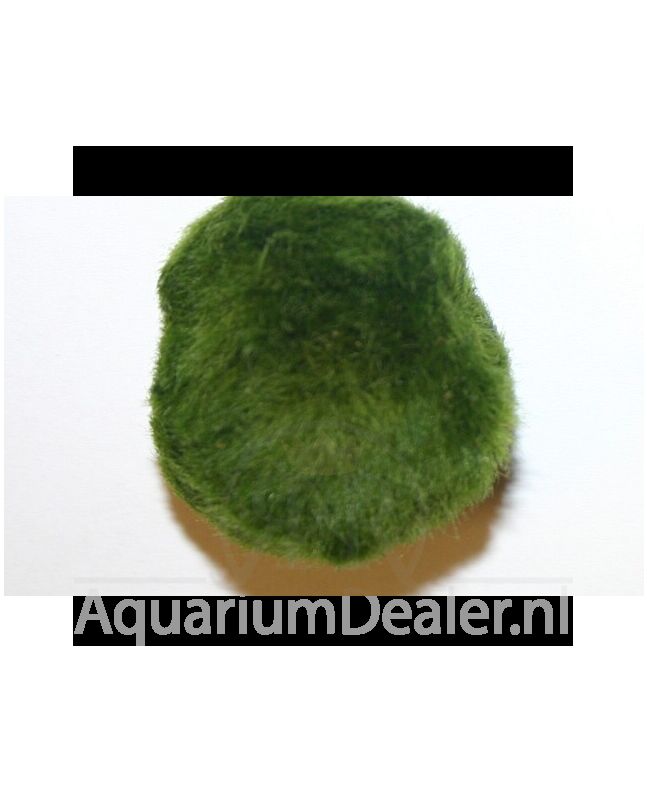 AquaFlora Cladophora aegagropila S (<3cm)