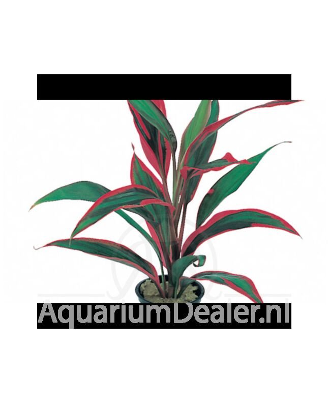 AquaFlora Cordyline 'Red Edge'