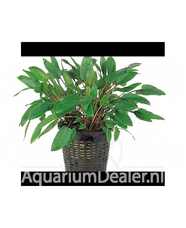 AquaFlora Cryptocoryne mix XL planten