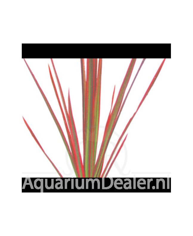AquaFlora Dracaena 'Colorama'