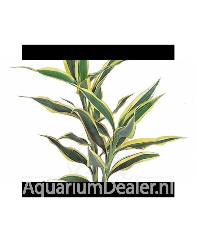 AquaFlora Dracaena sanderiana