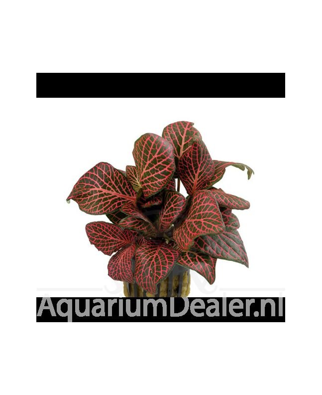 AquaFlora Fittonia 'Red'