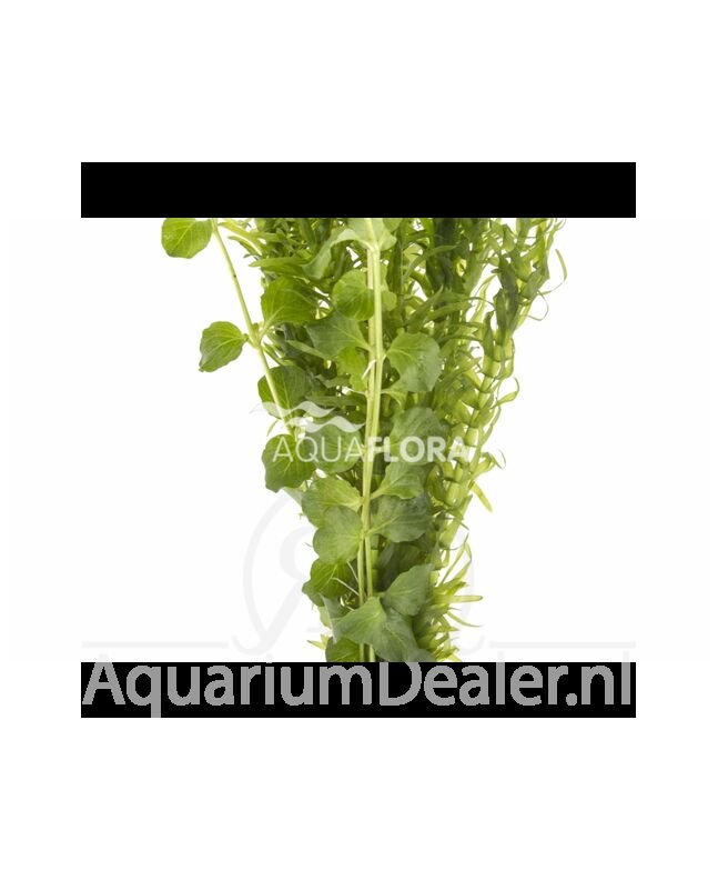 AquaFlora Gemengde bundel 2 soorten groen