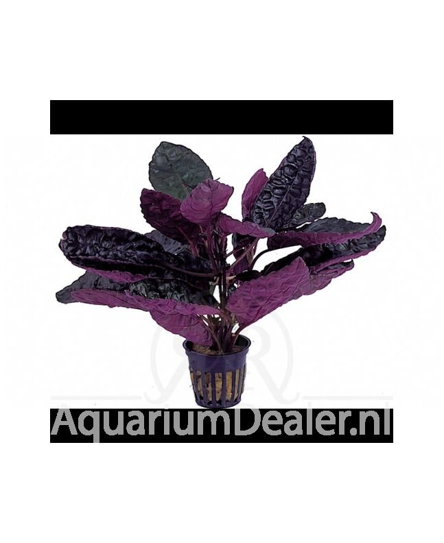 AquaFlora Hemygraphis colorata