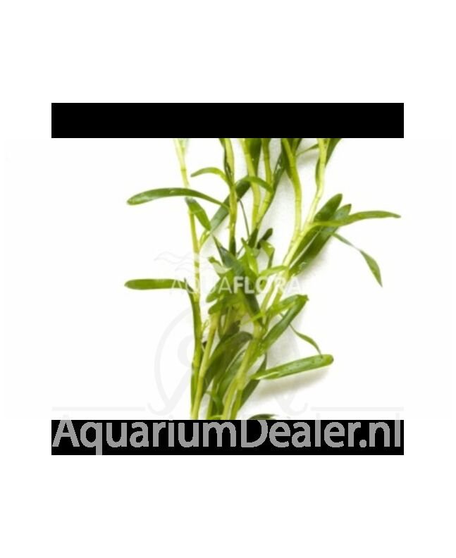 AquaFlora Heteranthera zosterifolia (bosje)