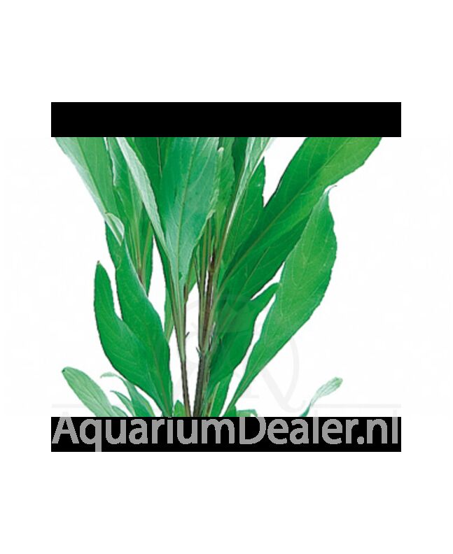 AquaFlora Hygrophila corymbosa 'Angustifolia' (terracotta)