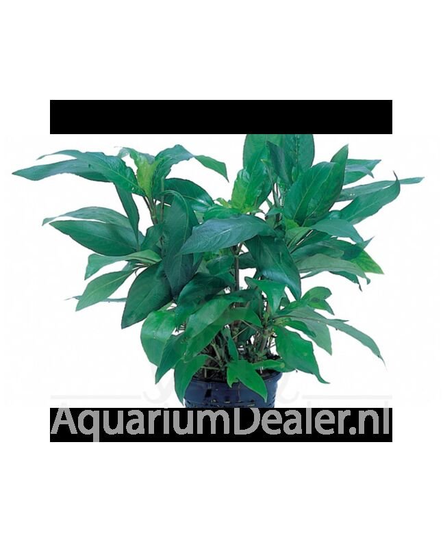 AquaFlora Hygrophila corymbosa 'Siamensis' XL Moederplant