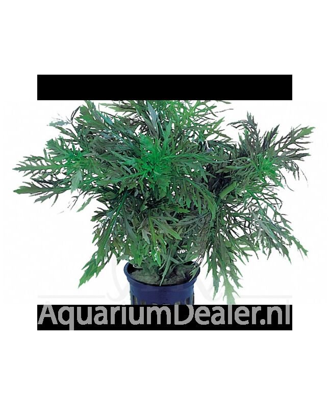 AquaFlora Hygrophila difformis