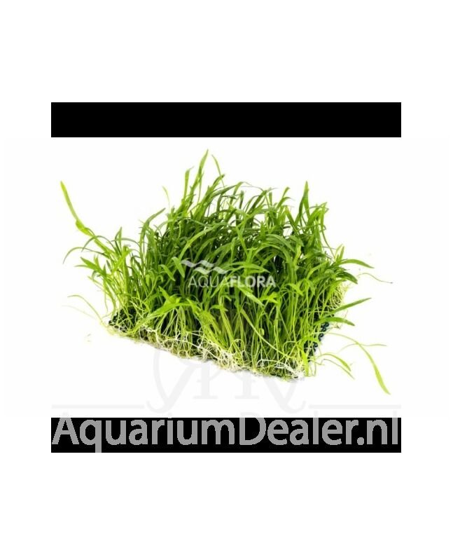 AquaFlora Lilaeopsis mat 10x15cm