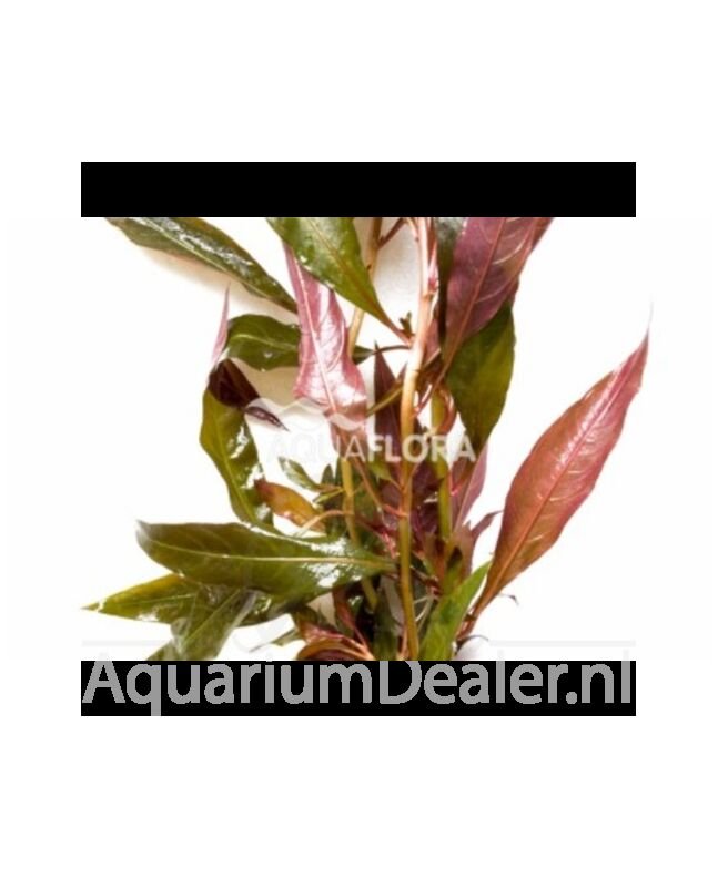 AquaFlora Ludwigia glandulosa (bosje)