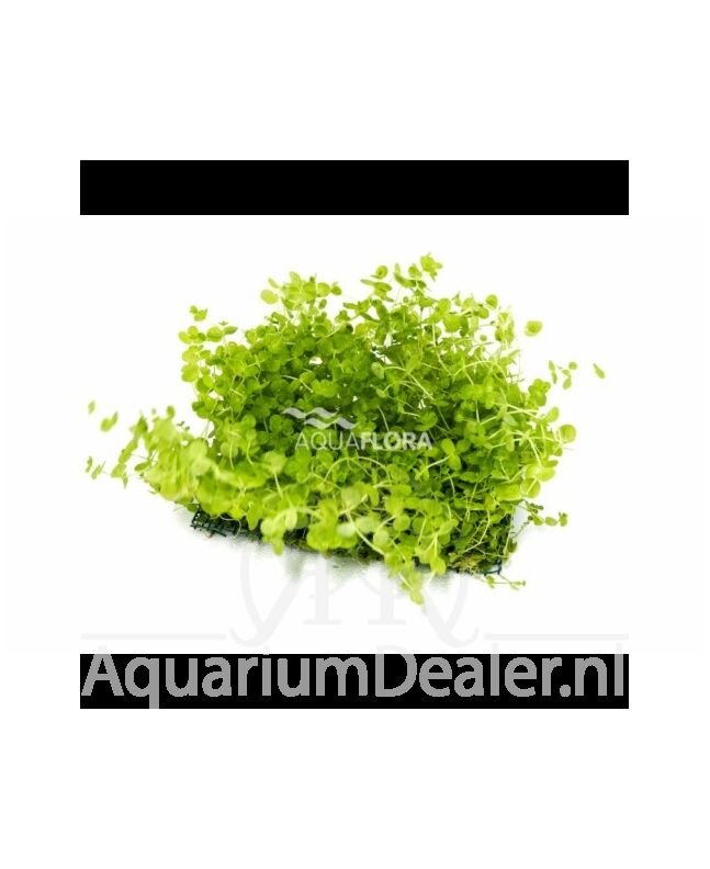 AquaFlora Micranthemum mat 10x15cm