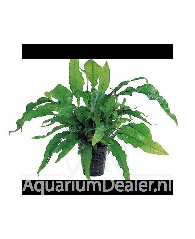 AquaFlora Microsorum pteropus 'Latifolia' XL Moederplant
