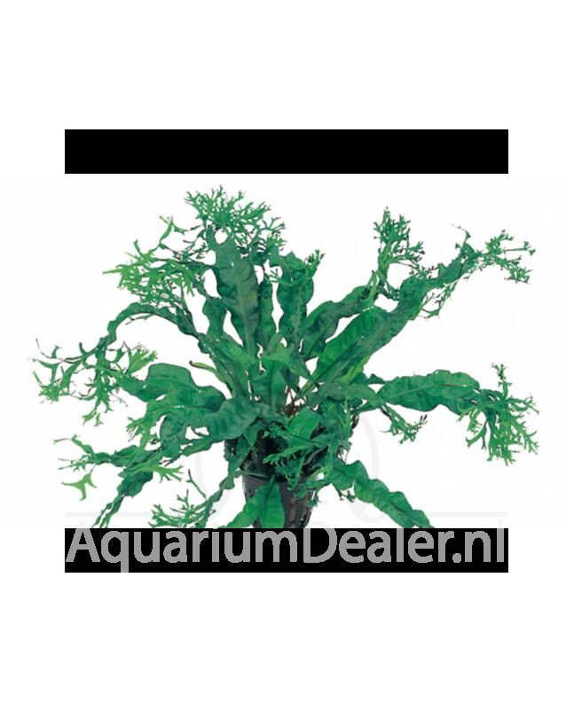 AquaFlora Microsorum pteropus 'Windelov' XL Moederplant