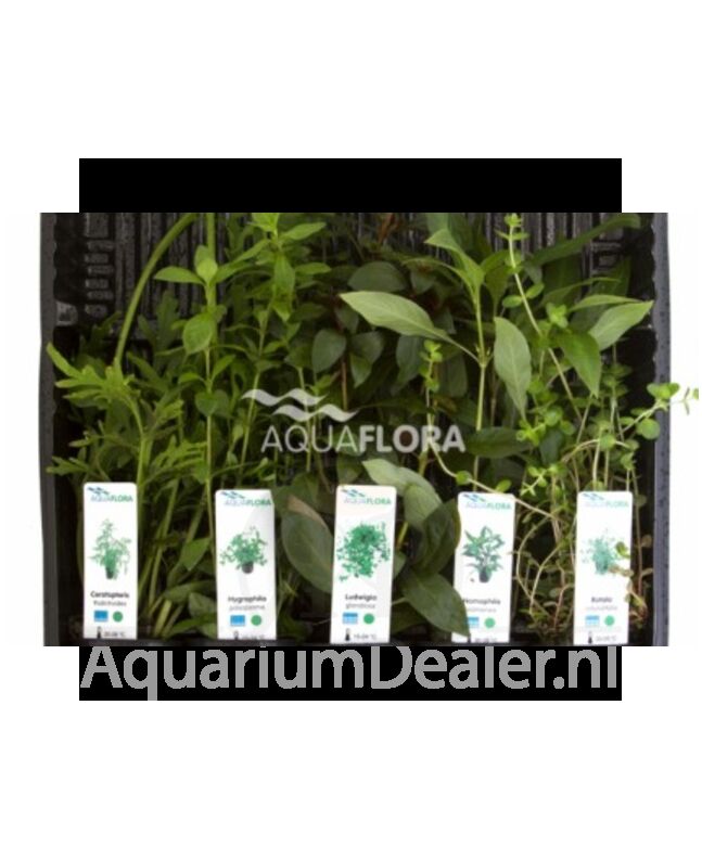 AquaFlora MIX van 5 potten achtergrondplanten