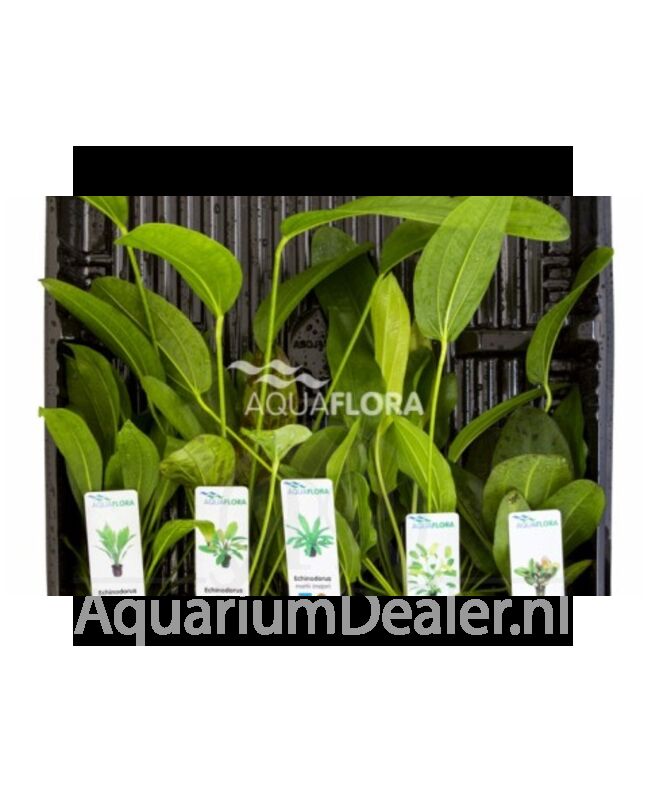 AquaFlora MIX van 5 potten Echinodorus