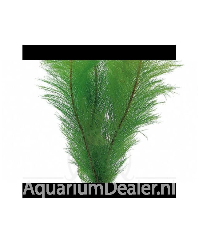 AquaFlora Myriophyllum pinnatum (scabratum)