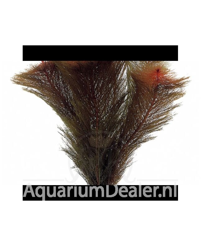 AquaFlora Myriophyllum tuberculatum (matagrossense red)