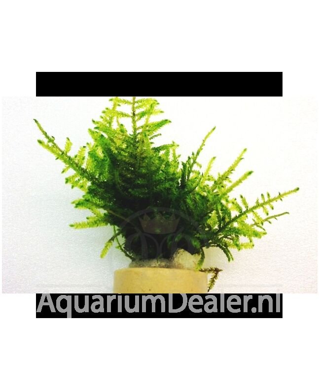 AquaFlora Taxiphyllum species