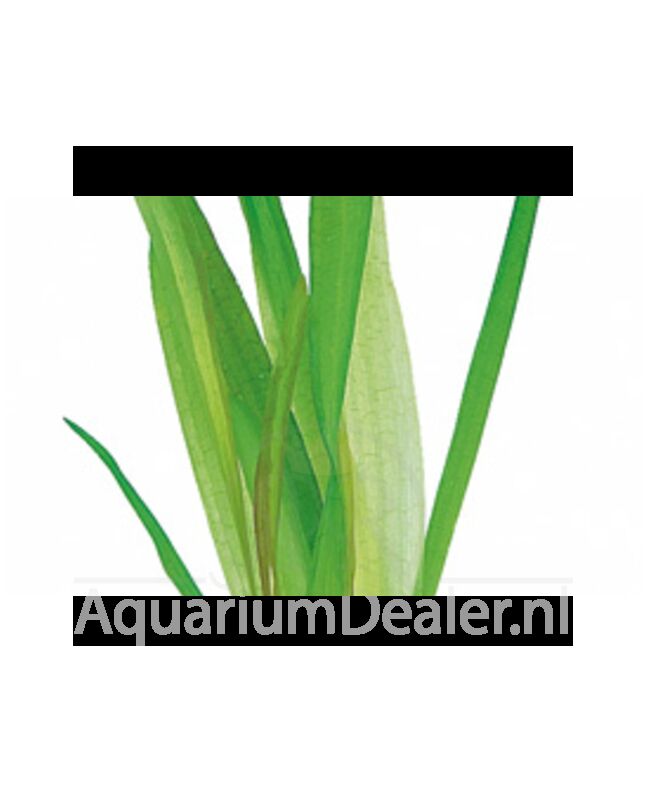 AquaFlora Vallisneria australis (gigantea)