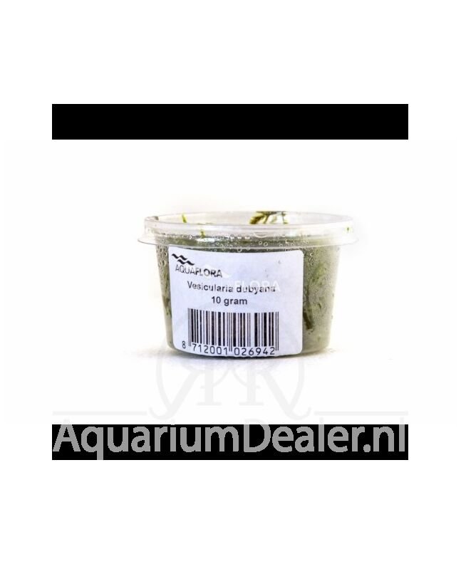 AquaFlora Vesicularia dubyana cup 10 gram