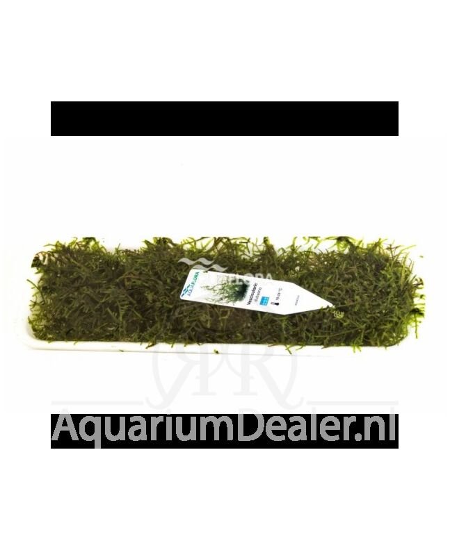 AquaFlora Vesicularia dubyana portie 30 gram