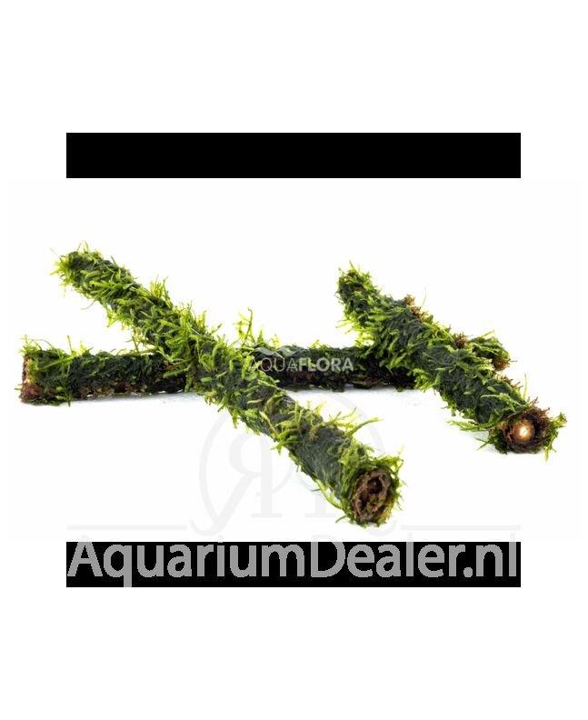 AquaFlora Vesicularia op bamboe stick M 20cm