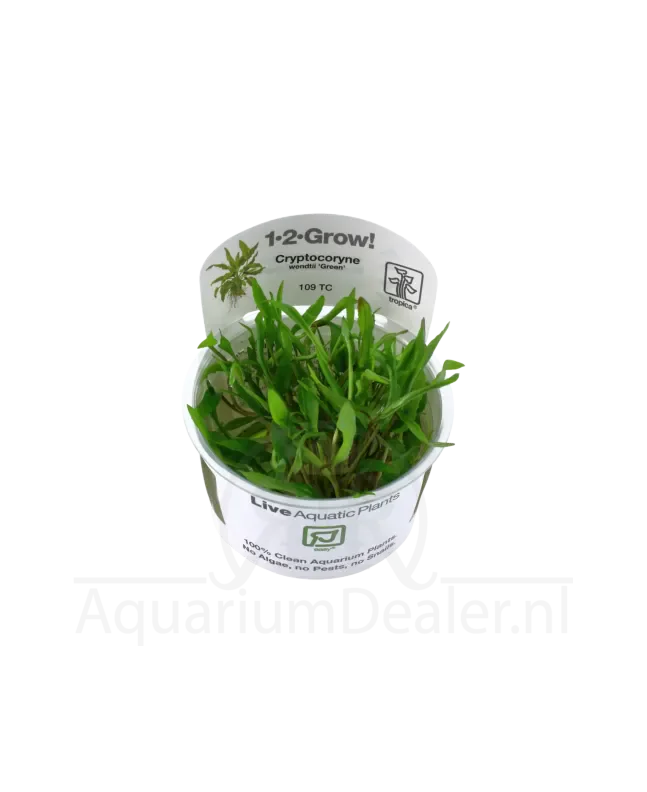 Cryptocoryne wendtii 'Green' In-vitro cup